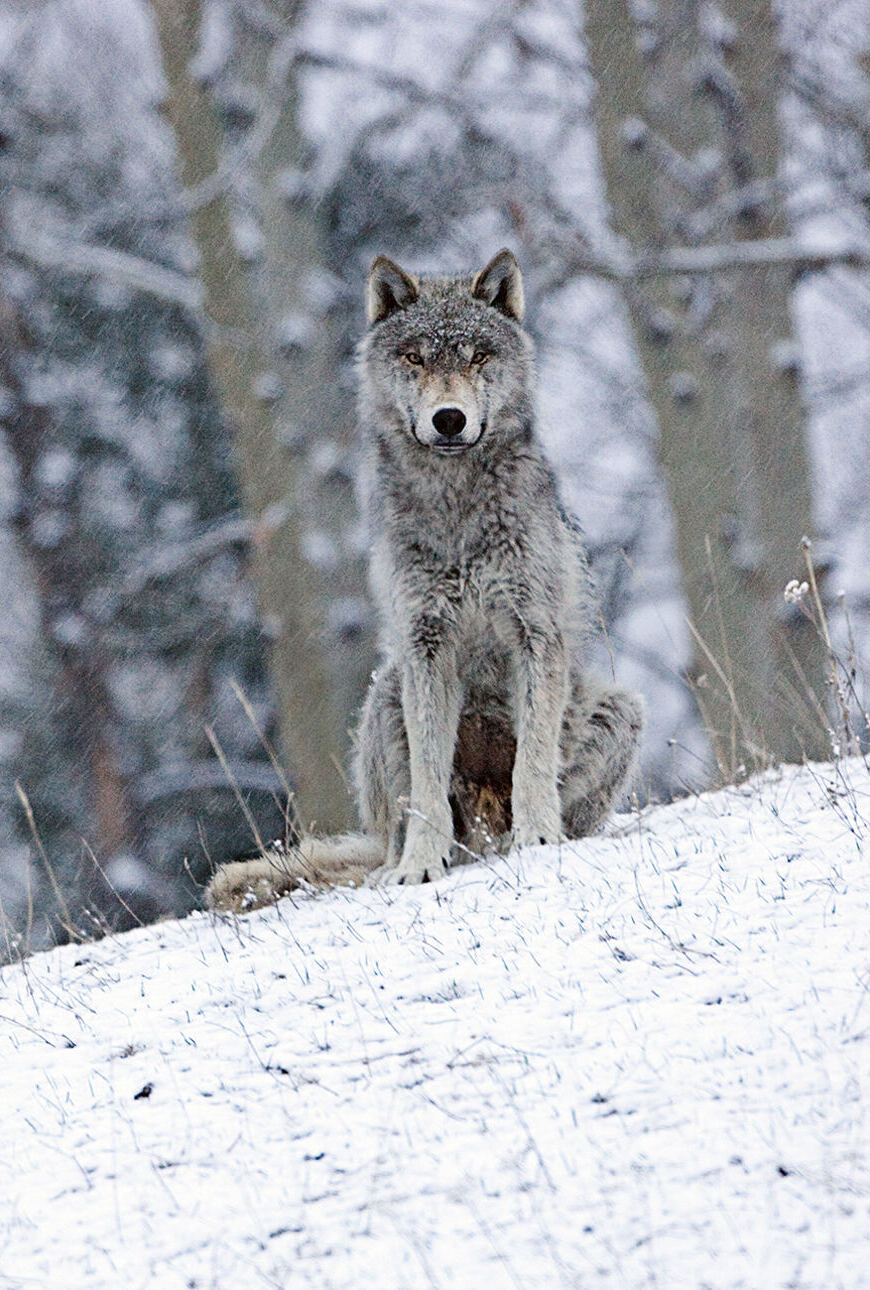 White Fang